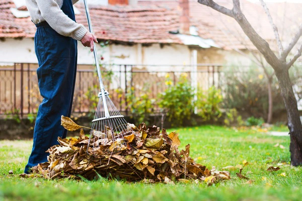 Leaf Removal