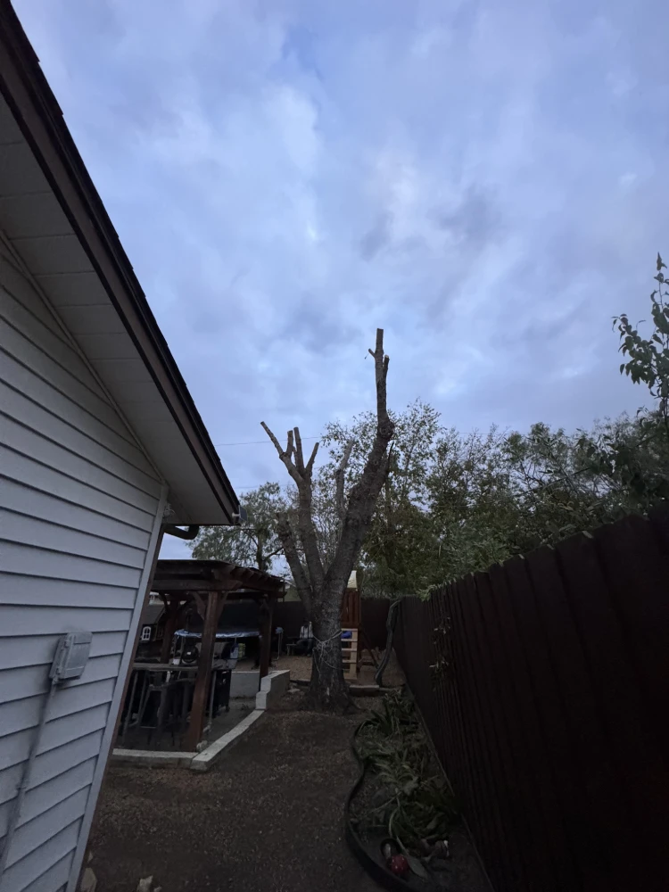 Tree service