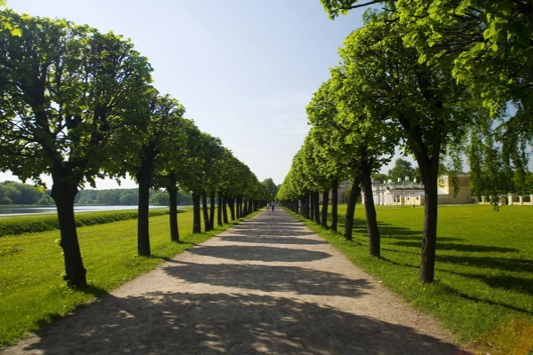 Tree Services